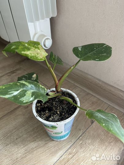 Филодендрон белая принцесса