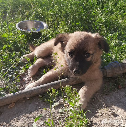 Собаки в добрые руки отдам бесплатно