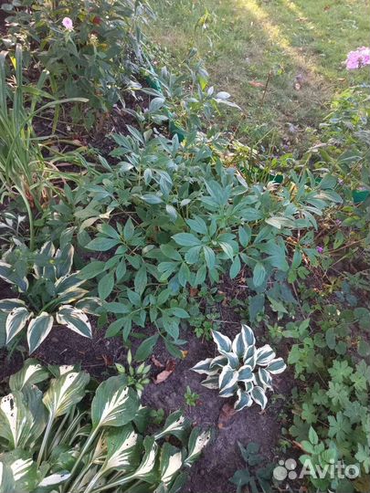 Пион розовый кустики, ирисы