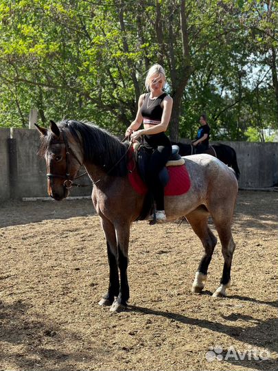 Конные прогулки / обучение верховой езде
