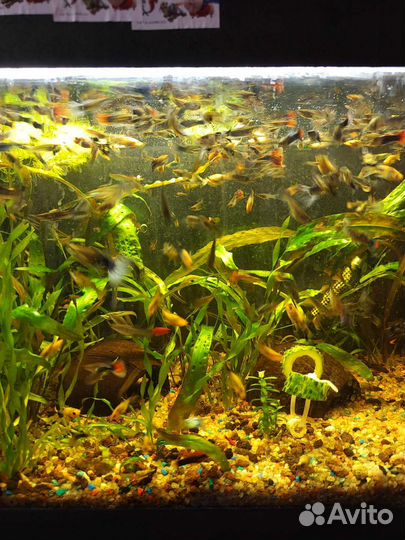 Мальки Гуппи