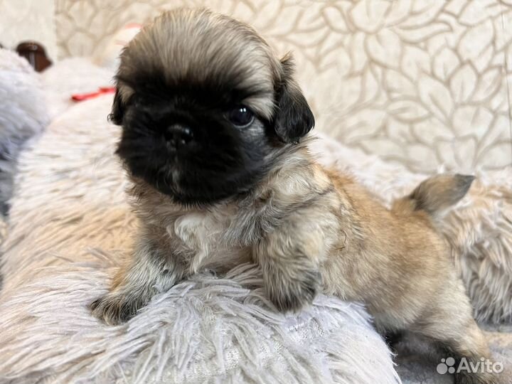 Щенки пекинеса