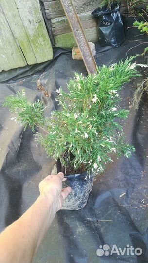 Актинидия коломикта