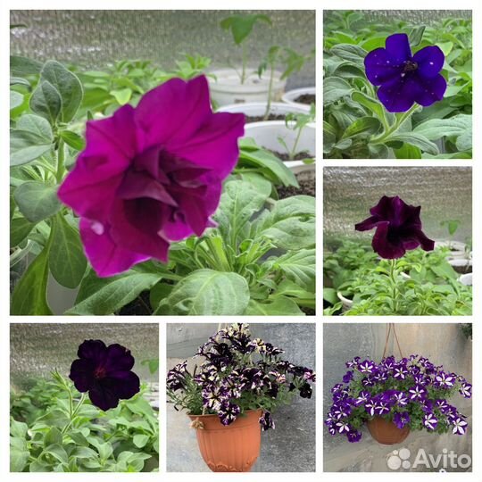 Рассада петунии тайдал, вербена, алиссум