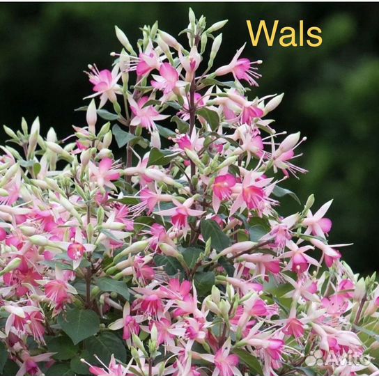 Фуксии сортовые