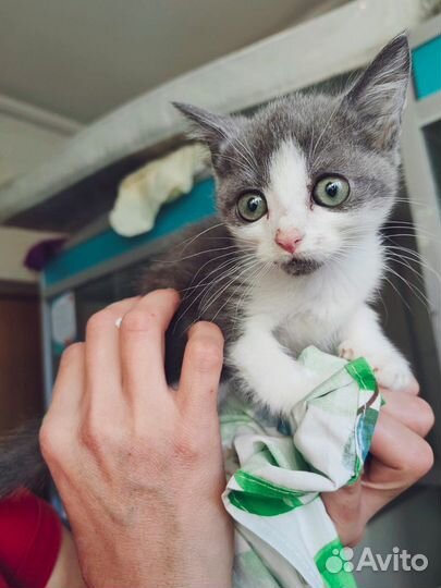 Котенок ищет дом