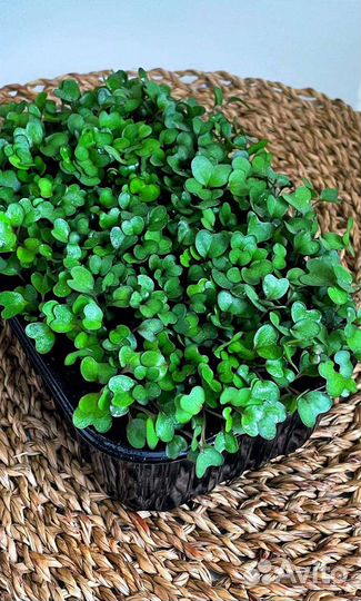 Микрозелень