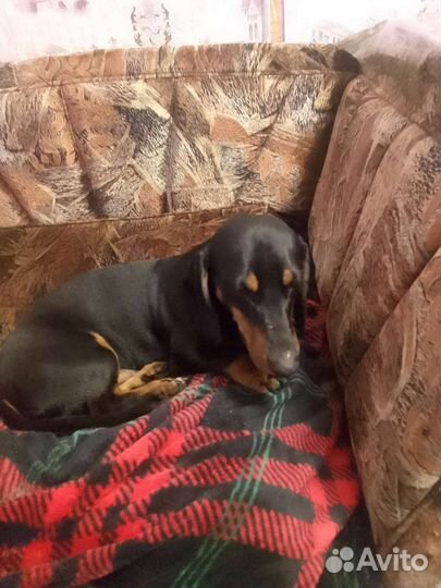 Вязка кобель такса