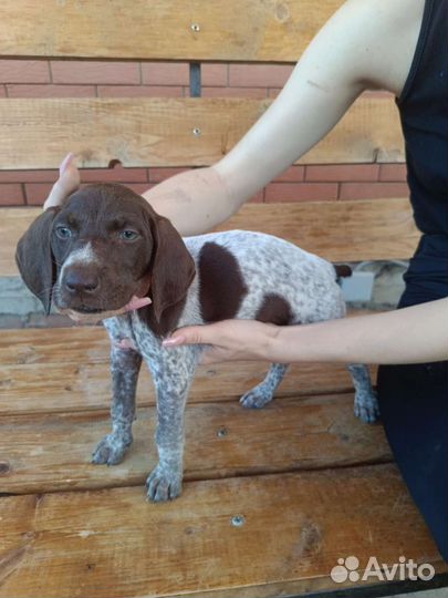 Щенки курцхаара