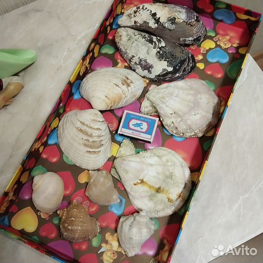 Ракушки для аквариума, творчества