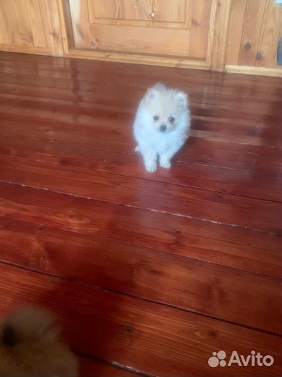 Померанский шпиц