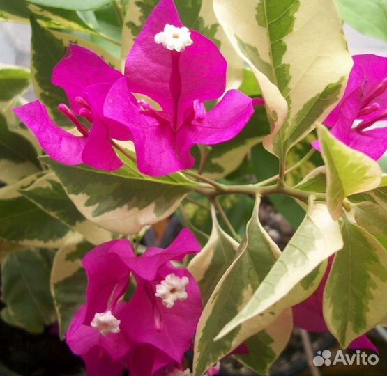 Бугенвиллия Lila Variegata