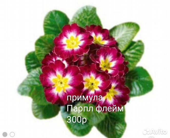 Примулы сортовые
