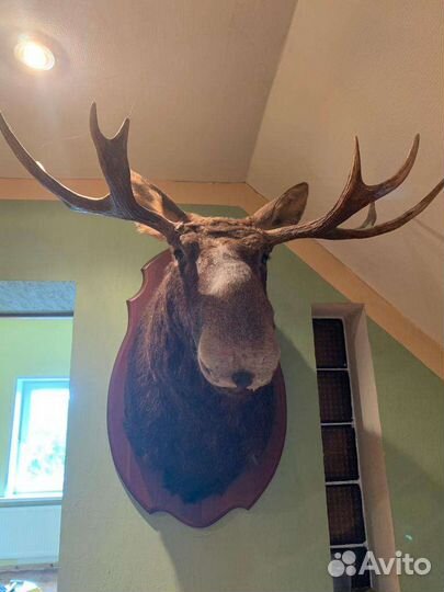 Голова крупного лося