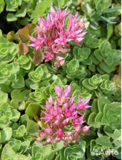 Очиток едкий и очиток ложный