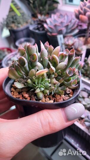 Эхеверия Трампет Пинки