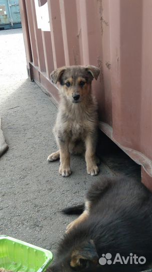 Щенки ищут дом