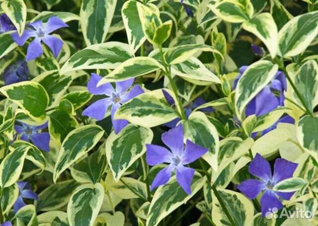 Барвинок пестролистный