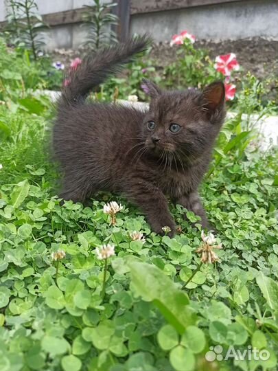 Кошка в дар бесплатно