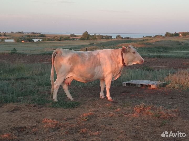 Коровы телята