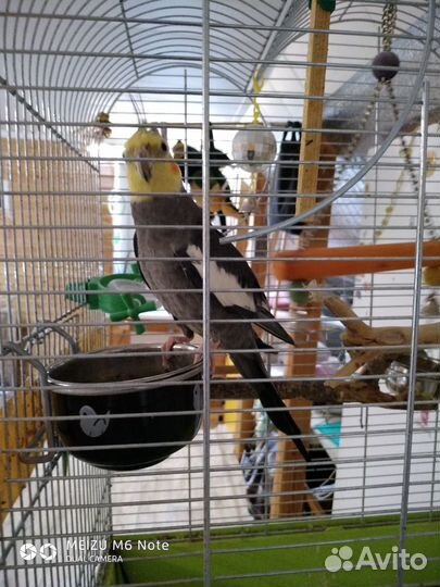 Попугай Корелла с большой клеткой