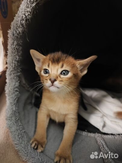 Абиссинские котята
