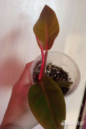 Филодендроны