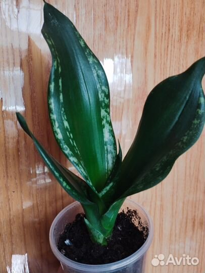 Сансевиерия