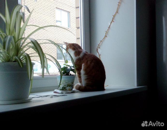 Отдам в добрые руки самого послушного котика