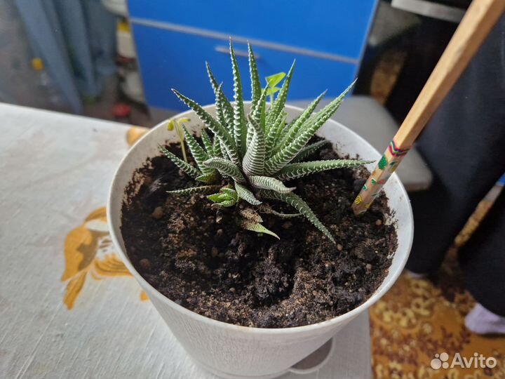 Комнатные растения