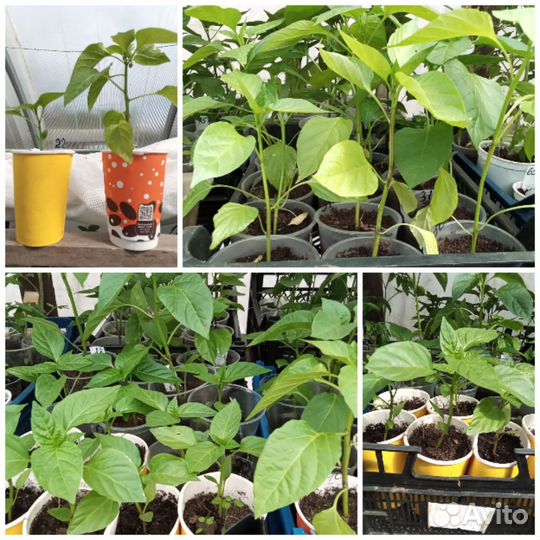 Рассада перцев, петуний, клубники