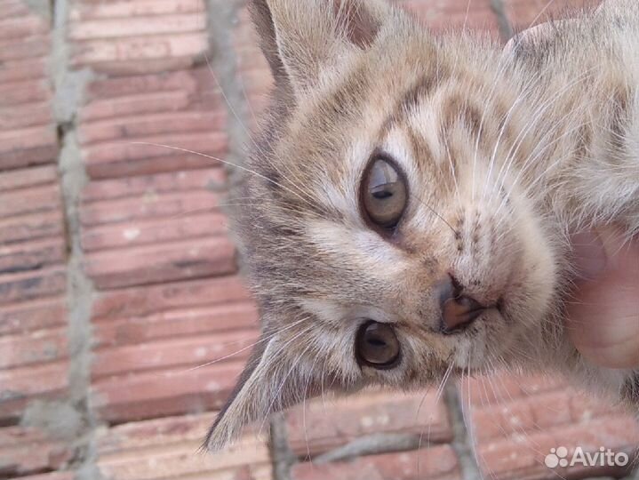 Котята