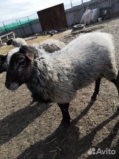 Баран романовский на племя
