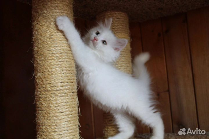 Сибирская котенок