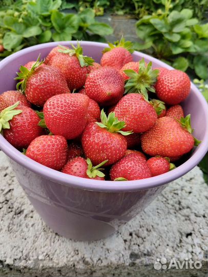 Рассада клубники