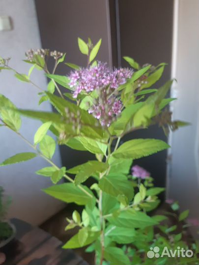 Спирея голден принцесс