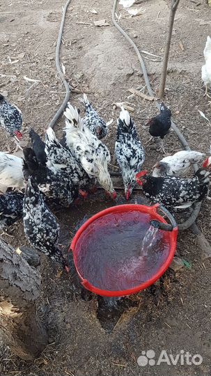 Птицы домашние куры