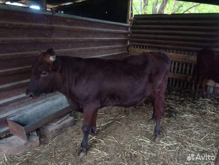 Бычки и телята