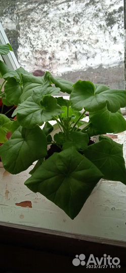 Комнатные цветы герань