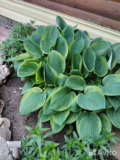 Хоста растение