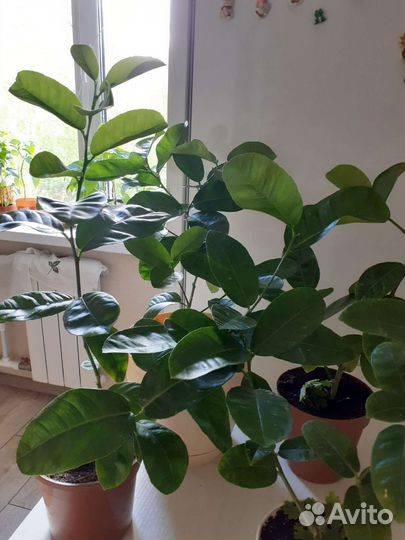 Цитрусовые