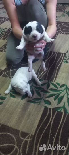 Щенки алабая