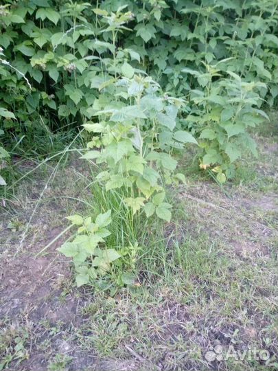 Саженцы малины крупной сортовой