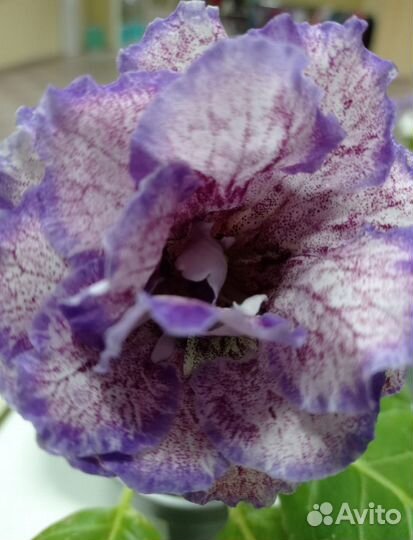 Глоксинии семена