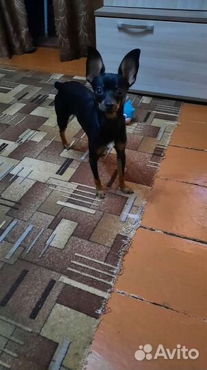 Русский той-терьер вязка