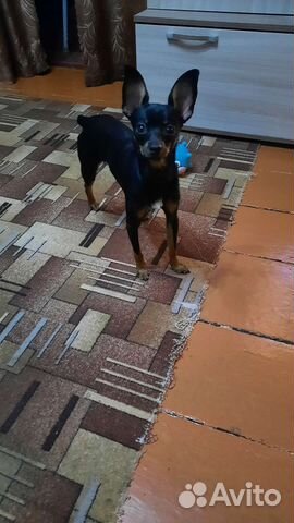 Русский той-терьер вязка