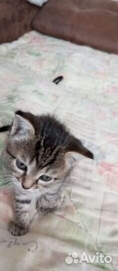 Сибирская кошка