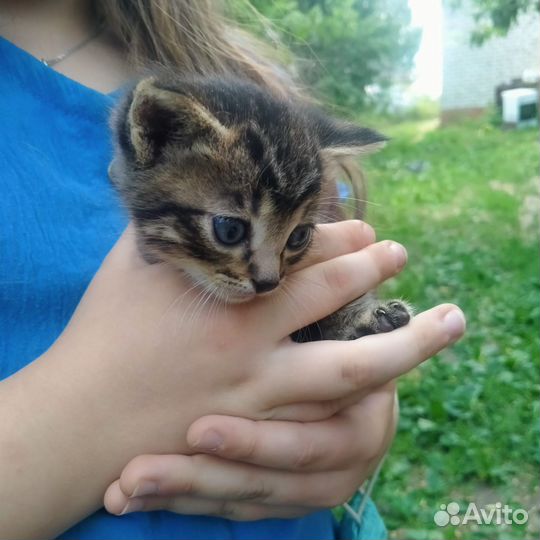 Котята в добрые руки бесплатно