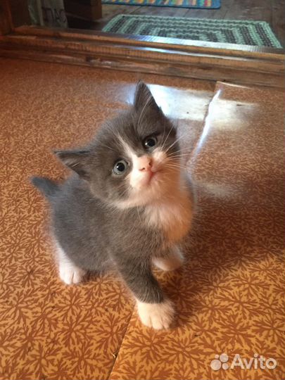 Котик ищет дом