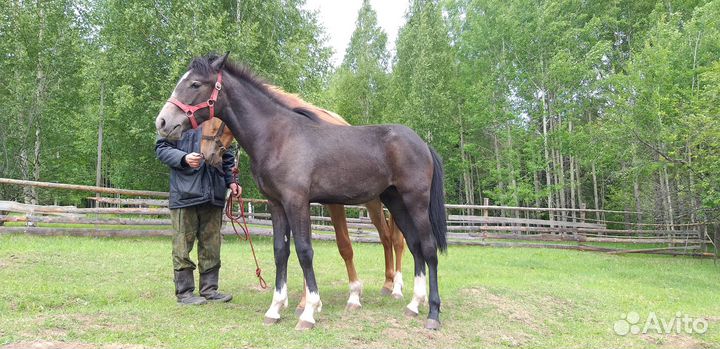 Кобыла орловской рысистой породы